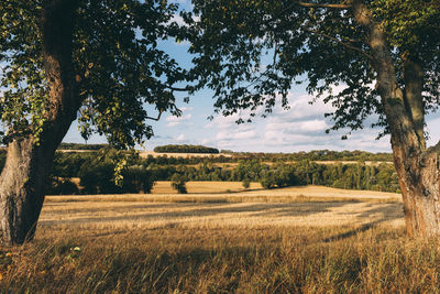 Scenic view of field against sky