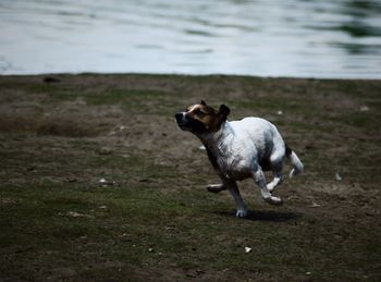 Dog running in a field