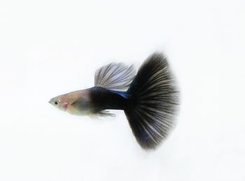 Close-up of a bird over white background