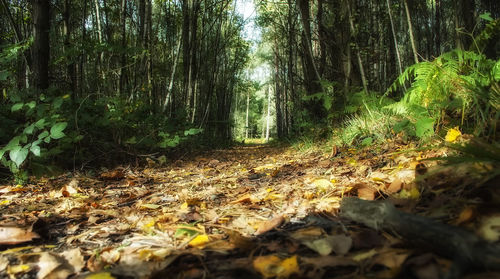 Trees growing in forest during autumn