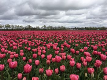 Red tulips in field against cloudy sky