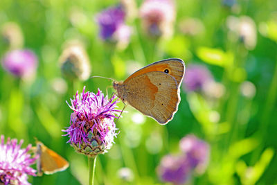 Close-up of butterfly pollinating on purple flower