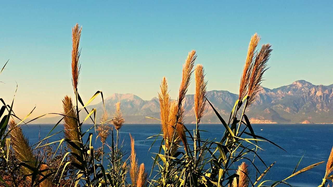 water, clear sky, tranquility, tranquil scene, beauty in nature, plant, scenics, lake, nature, blue, growth, sea, mountain, idyllic, outdoors, non-urban scene, stem, day, sky, no people