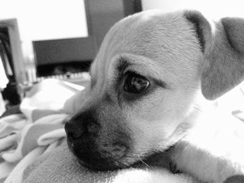 Close-up of dog looking away