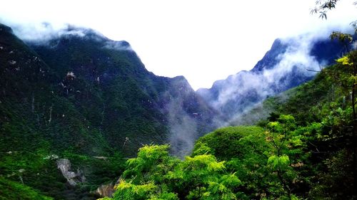 Low angle view of trees on mountain against sky