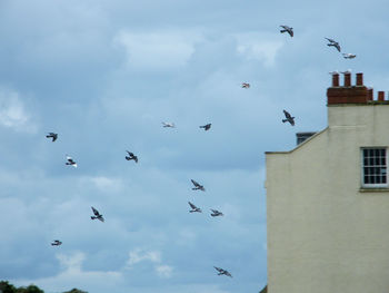 Low angle view of birds flying in sky