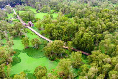 High angle view of trees in forest