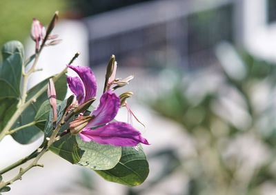 Close-up of pink flowering plant