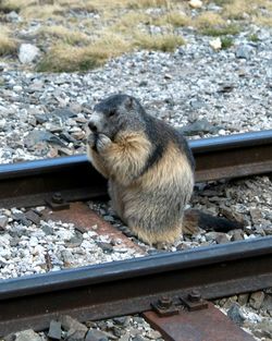 High angle view of woodchuck amidst railroad track