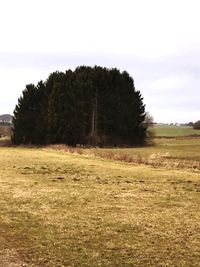 Trees on field against clear sky