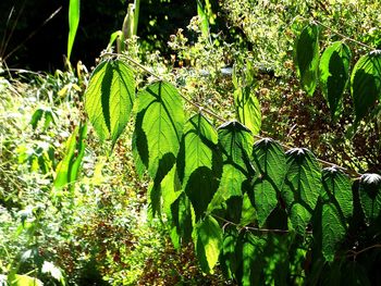 Close-up of fresh green leaves on field in sunny day