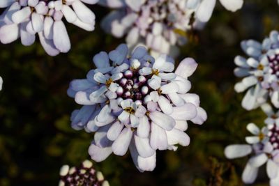 Close-up of white flowering plant in park