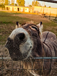 Close-up of an animal