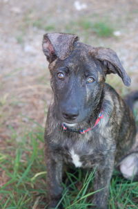 Portrait of dog on field