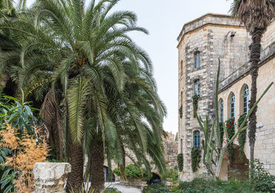 Low angle view of palm trees and buildings