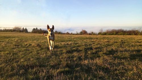 Dog jumping on field against sky during sunset