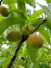 Close-up of fruits on tree