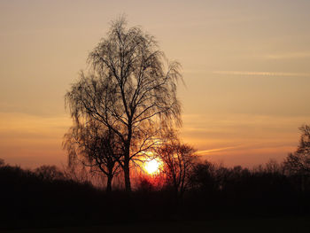 Silhouette of trees at sunset