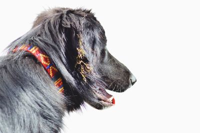 Close-up of dog against white background