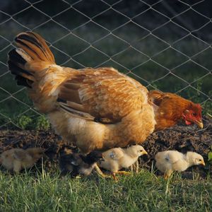 Close-up of chicken and chicks on grass