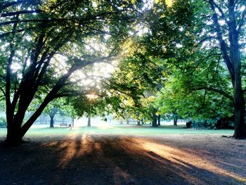 Road amidst trees in park