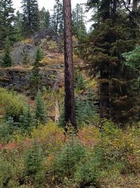 Trees in forest