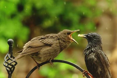 Close-up of birds perching