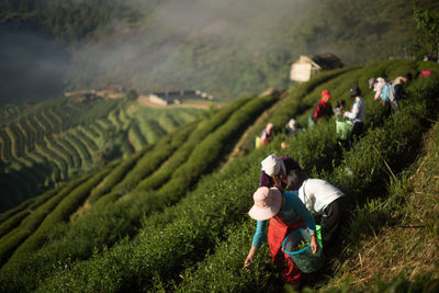 High angle view of people working in tea farm