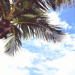 Low angle view of palm tree against sky