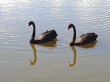 Swans swimming in lake