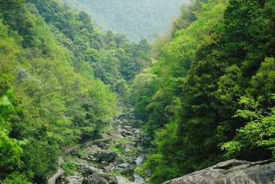 Scenic view of forest