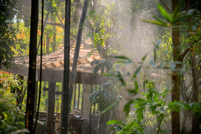 View of trees in forest