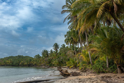 Panoramic view of the beach of boca del drago, boca del toro, panama