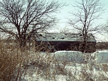 Bare trees in winter