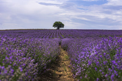 Purple flowering plants on field against sky