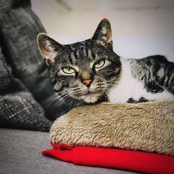 Close-up portrait of cat sitting on sofa at home