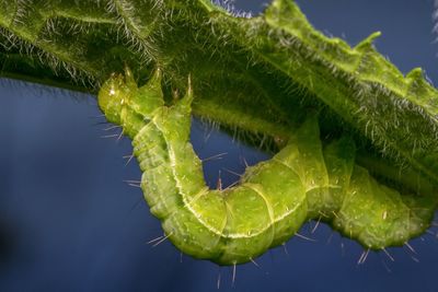 Close-up of leaves