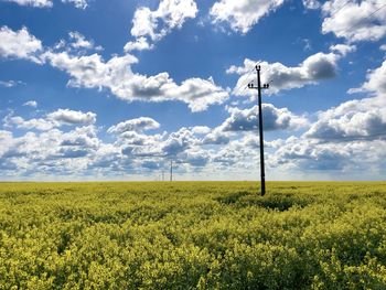 rapeseed