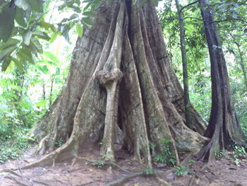 Low angle view of trees