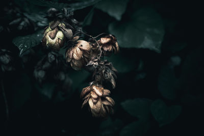 Close up of dry hop flowers