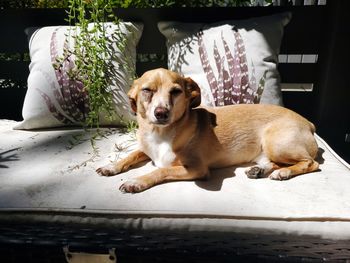 Portrait of dog sitting on floor