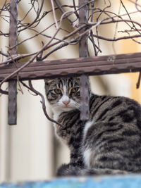 Portrait of a cat sitting on branch