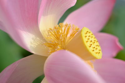 Close-up of pink flower blooming outdoors