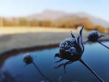 Close-up of frozen plant against sky