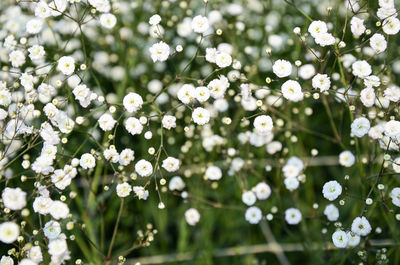 Close-up of plants