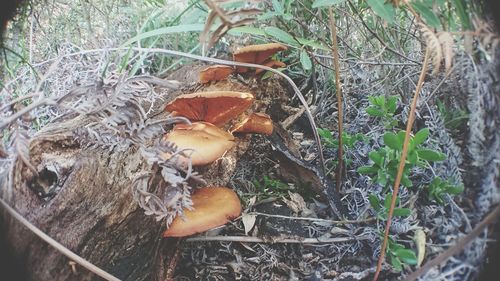 High angle view of mushroom growing on field