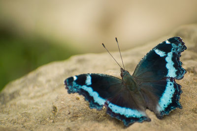 Close-up of butterfly