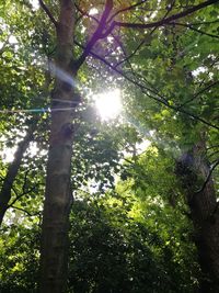 Sun shining through trees