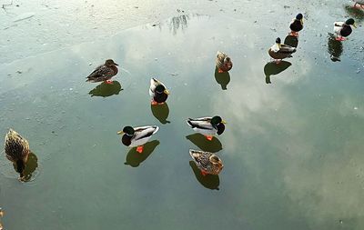 High angle view of ducks on water against sky