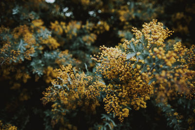 Close-up of flowering plant yellow acacia mimosa
